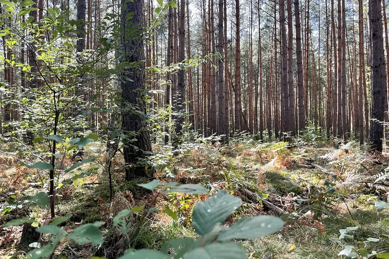 Kiefernwald mit jungem Unterwuchs – Beispiel eines zu versichernden Waldbestands