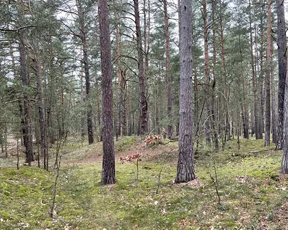 Gewachsener Kiefernwald als Beispiel für Waldbestand und Waldwert