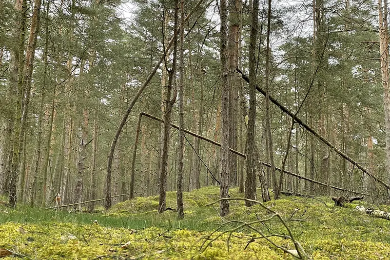 Waldboden mit Ästen in einem Kiefernwald – typische Gefahrenstellen können Haftungsfragen auslösen