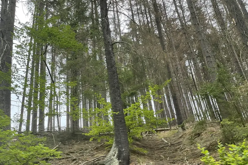 Waldbestand an einem bewaldeten Hang – Standort und Exposition beeinflussen das Sturmrisiko
